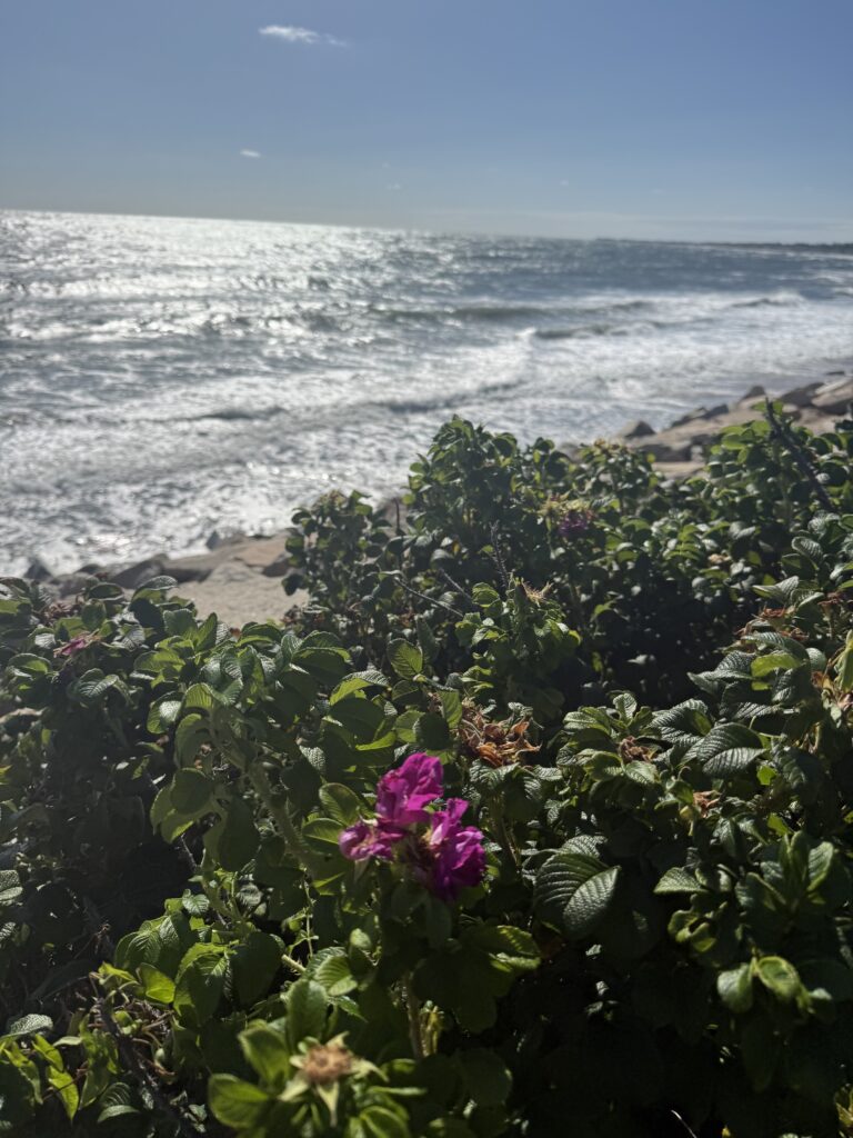 South shore real estate agent, scituate, minot, realtor