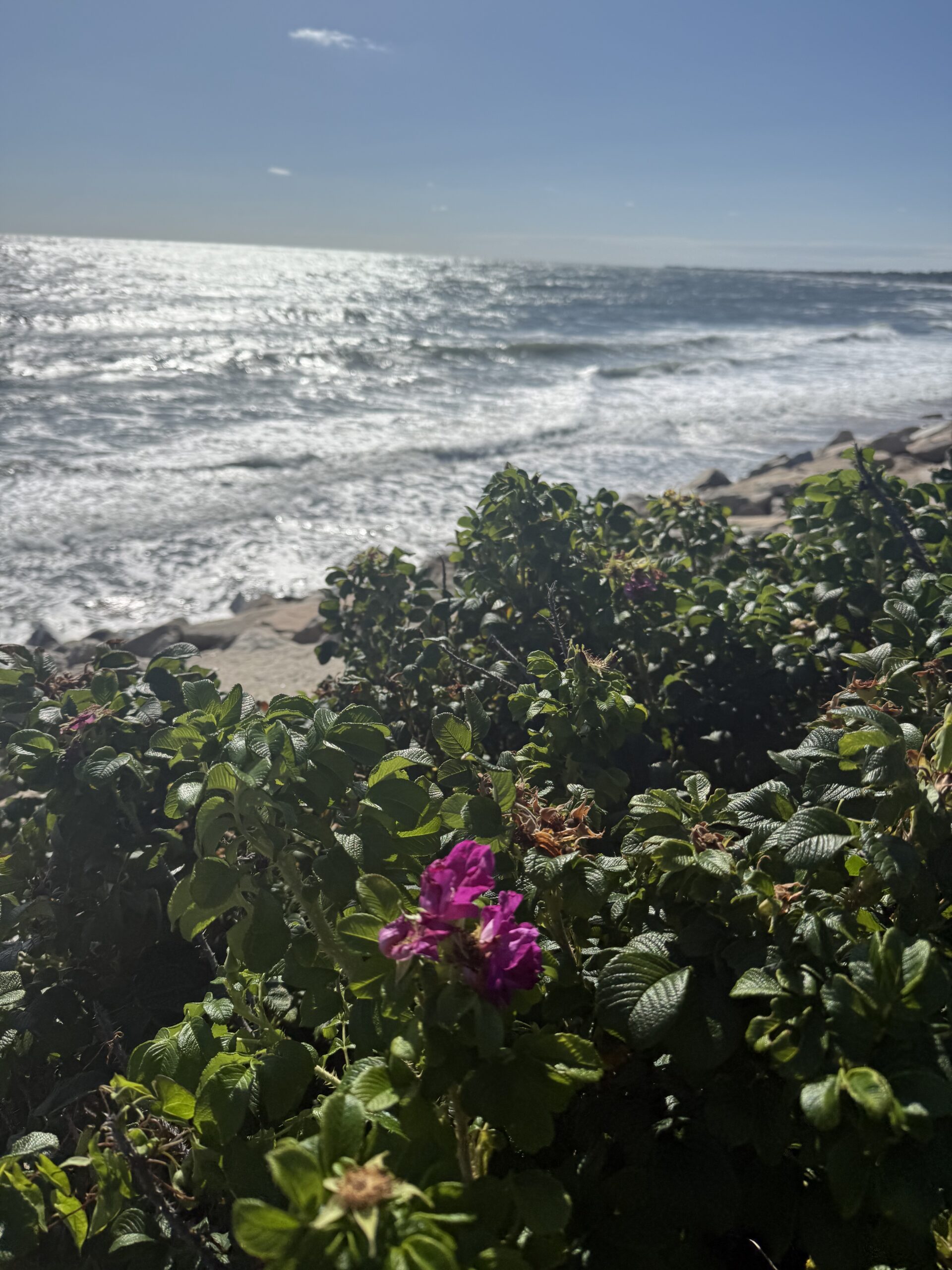 scituate, south shore, local's guide to scituate Ma, beach, Minot