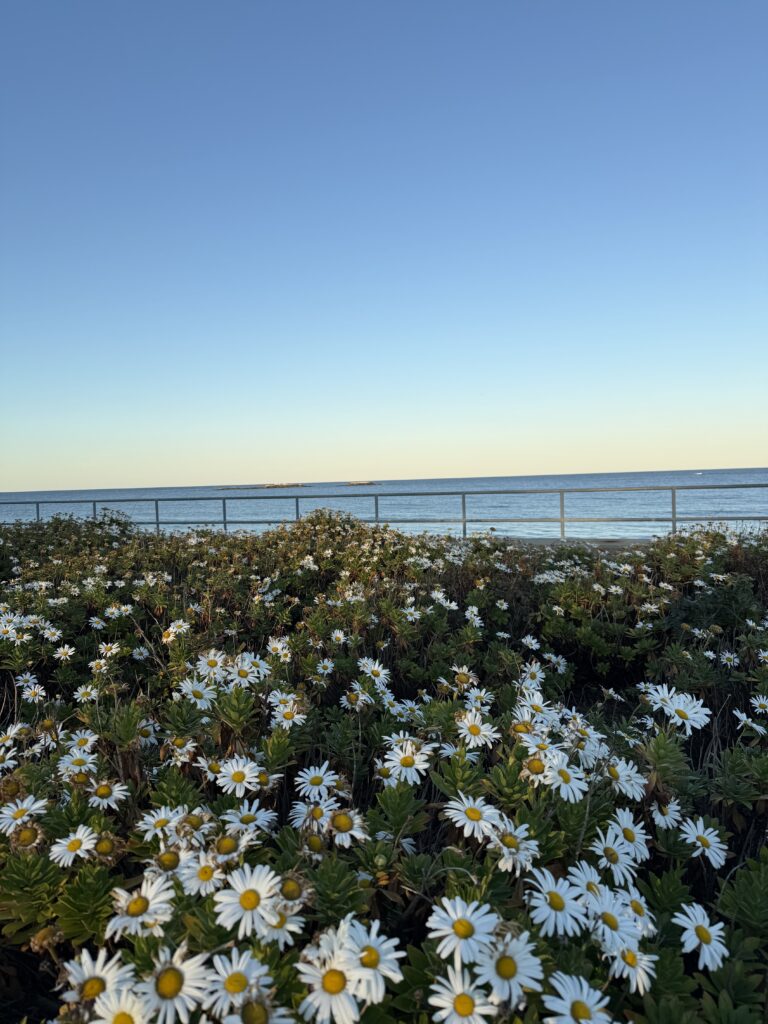 Minot, Montauk daisy, Scituate, south shore, south shore coastal towns 