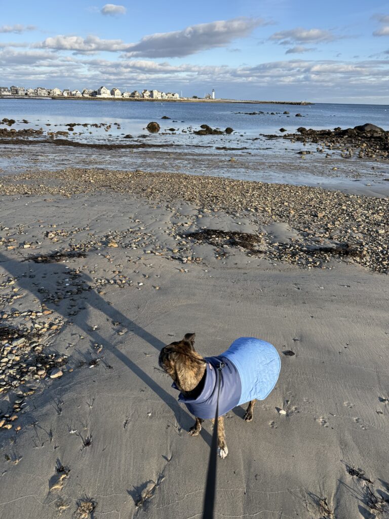 Beach, dog, scituate, scituate harbor, south shore, local's guide to Scituate MA,