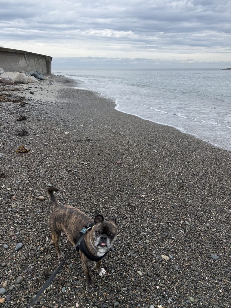 Hull, dog, south shore, south shore coastal towns